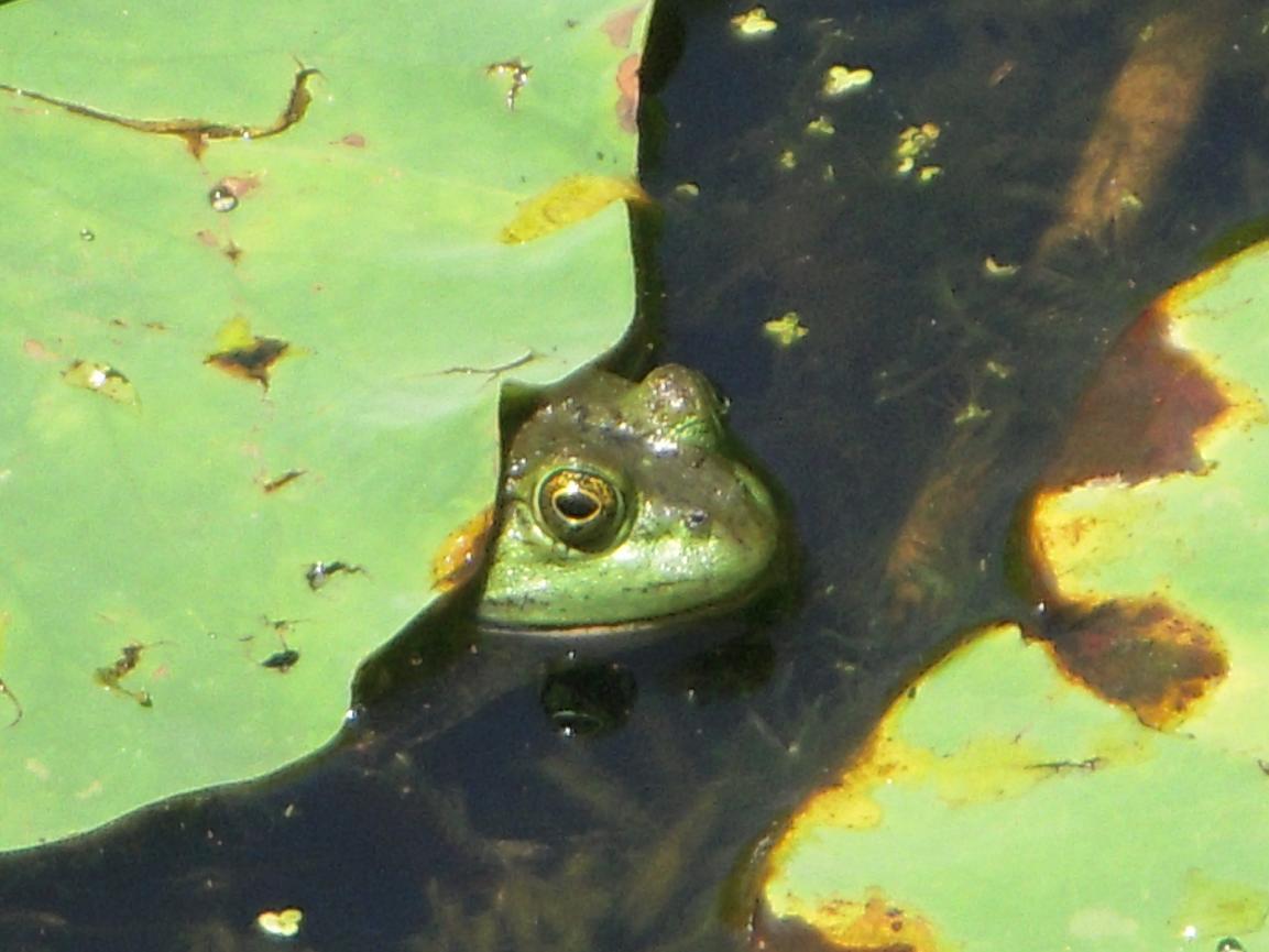 Name:  Frog.jpg
Views: 370
Size:  89.6 KB