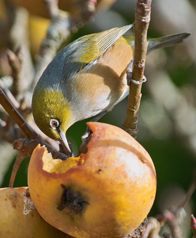 Name:  bird eating apple.jpg
Views: 189
Size:  89.6 KB