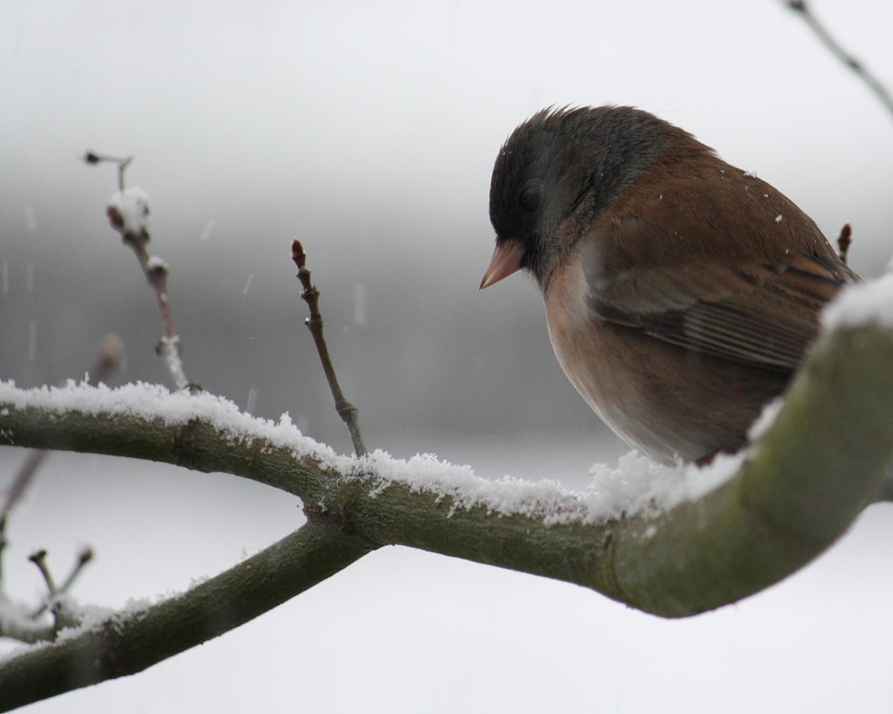 Name:  Junco wallpaper.jpg
Views: 335
Size:  80.1 KB