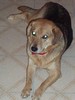 Molly_Dog's Avatar